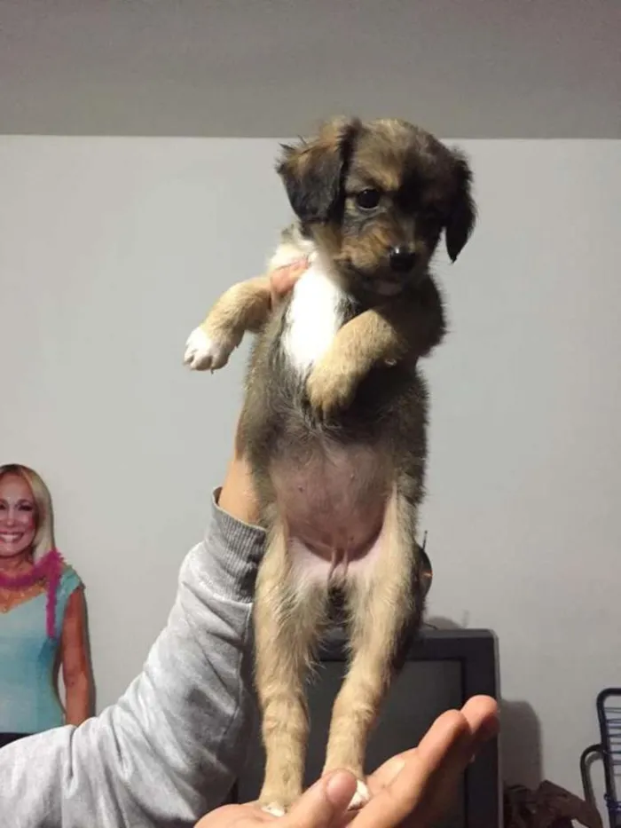 Cachorro ra a Vira-lata idade Abaixo de 2 meses nome ainda sem nome