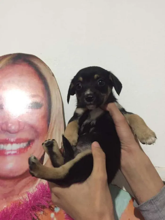 Cachorro ra a Vira-lata idade Abaixo de 2 meses nome ainda sem nome