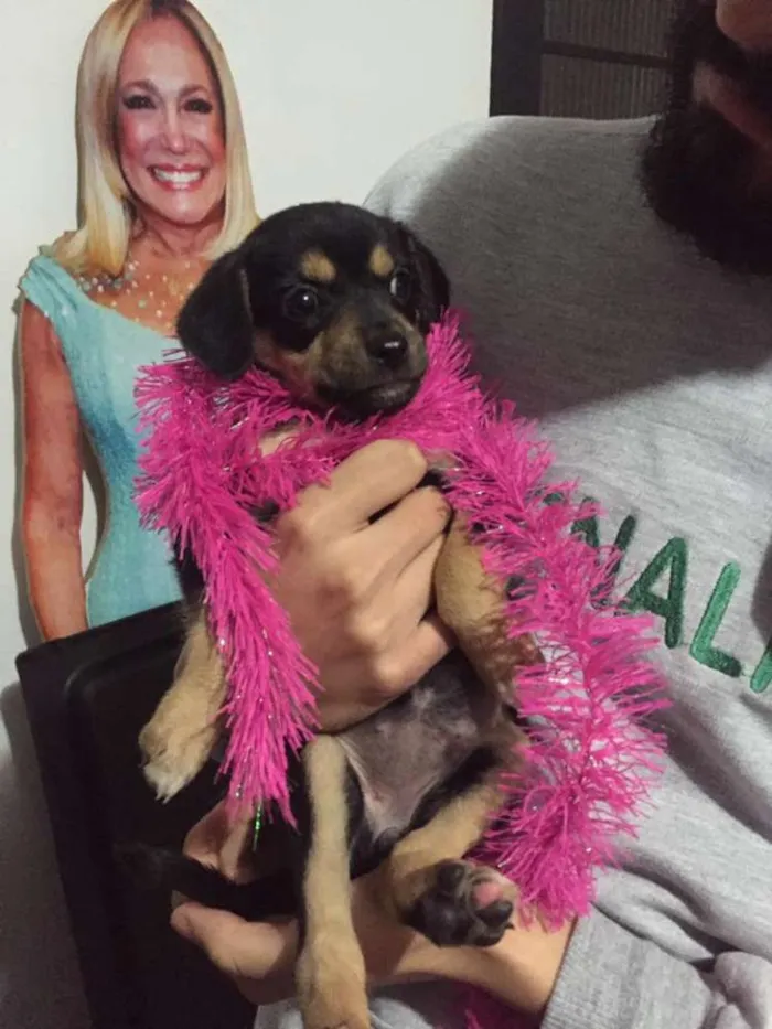 Cachorro ra a Vira-lata idade Abaixo de 2 meses nome ainda sem nome