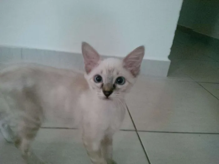 Gato ra a Siamês idade 2 a 6 meses nome Teo e Princesa