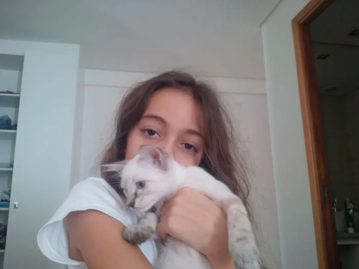Gato ra a Siamês idade 2 a 6 meses nome Teo e Princesa