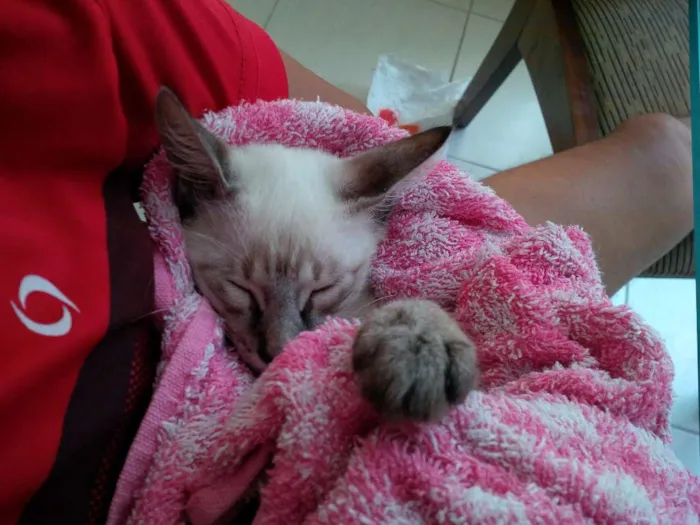 Gato ra a Siamês idade 2 a 6 meses nome Teo e Princesa