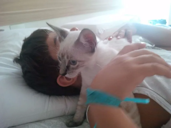 Gato ra a Siamês idade 2 a 6 meses nome Teo e Princesa