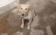 Não tem