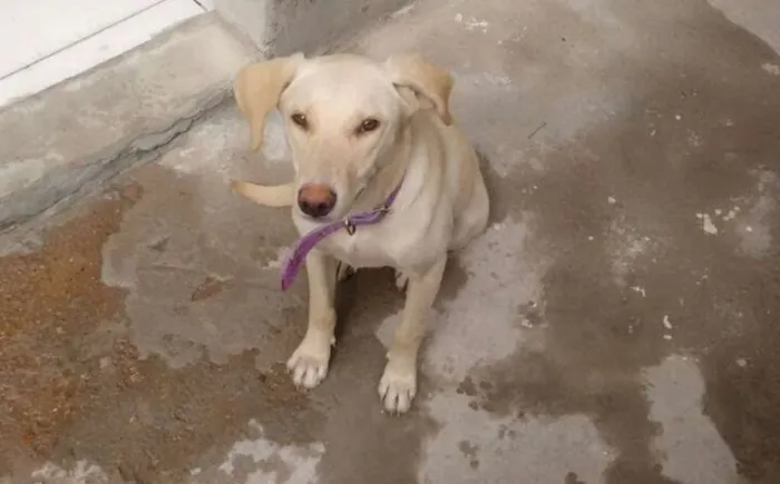 Cachorro ra a SRD idade 7 a 11 meses nome Não tem