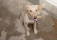 Não tem