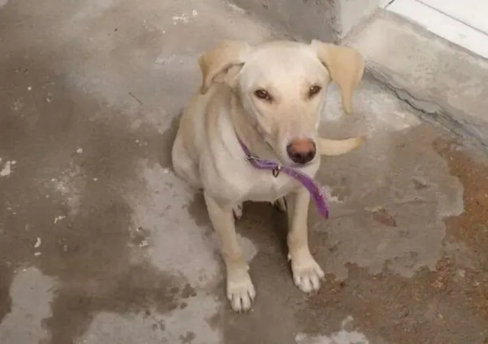 Cachorro ra a SRD idade 7 a 11 meses nome Não tem