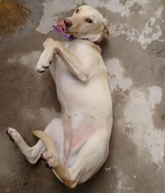 Cachorro ra a SRD idade 7 a 11 meses nome Não tem