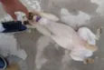 Não tem
