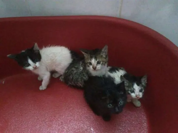 Gato ra a Não identificado  idade  nome Não tem