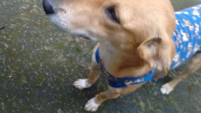 Cachorro ra a SRD idade 1 ano nome Sasá