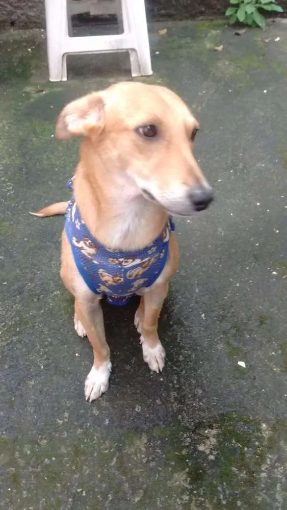 Cachorro ra a SRD idade 1 ano nome Sasá