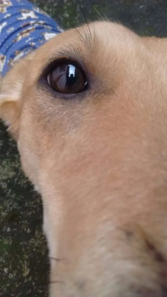 Cachorro ra a SRD idade 1 ano nome Sasá