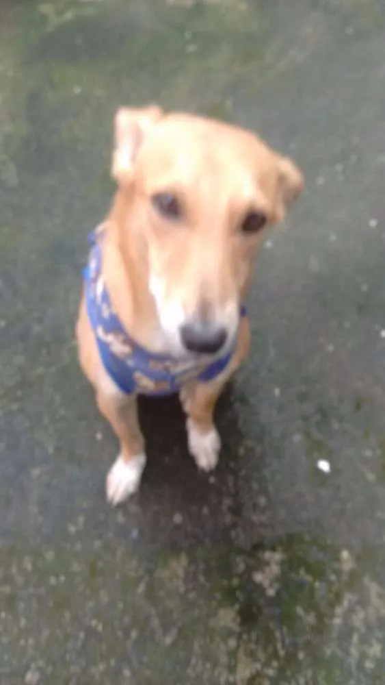 Cachorro ra a SRD idade 1 ano nome Sasá