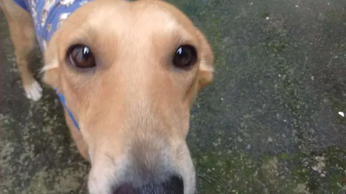 Cachorro ra a SRD idade 1 ano nome Sasá