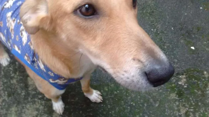 Cachorro ra a SRD idade 1 ano nome Sasá
