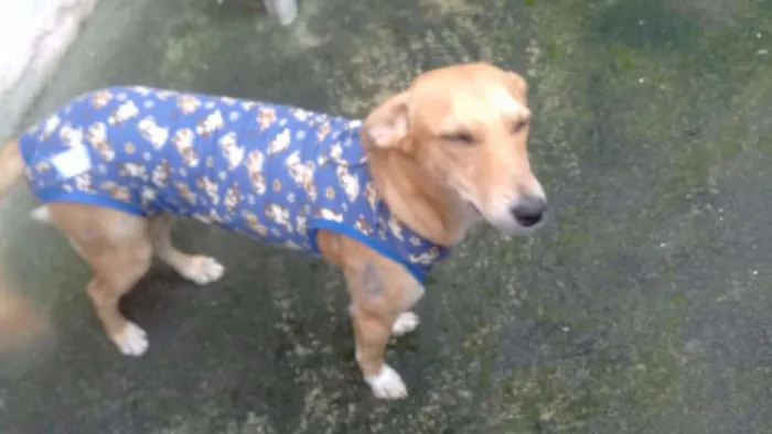 Cachorro ra a SRD idade 1 ano nome Sasá