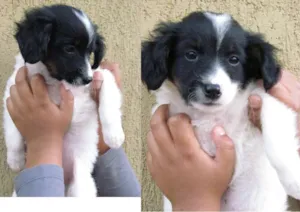 Cachorro raça SRD idade 2 a 6 meses nome sem nome