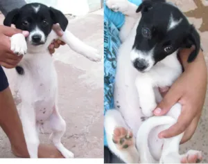 Cachorro raça SRD idade 2 a 6 meses nome sem nome