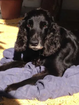 Cachorro raça Cocker idade 6 ou mais anos nome Balú