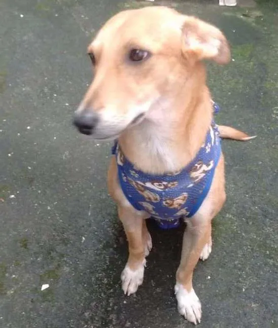 Cachorro ra a SRD idade 1 ano nome Sasá