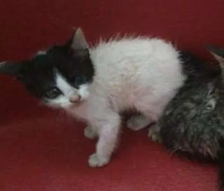 Gato ra a Não identificado  idade  nome Não tem