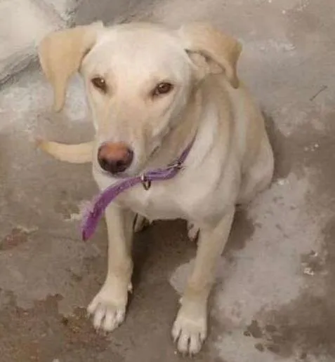 Cachorro ra a SRD idade 7 a 11 meses nome Não tem