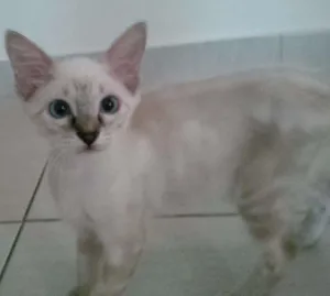 Gato raça Siamês idade 2 a 6 meses nome Teo e Princesa