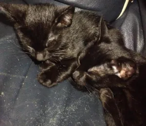 Gato raça SRD idade 2 a 6 meses nome Não tem ainda. 