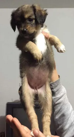 Cachorro raça Vira-lata idade Abaixo de 2 meses nome ainda sem nome