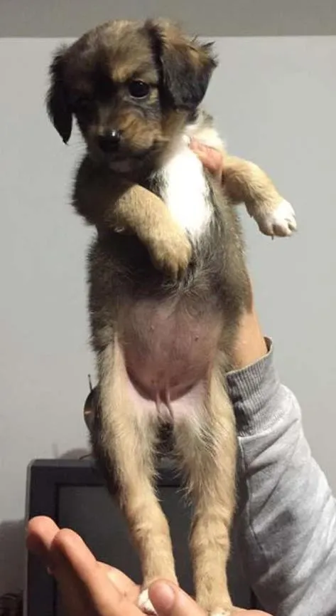 Cachorro ra a Vira-lata idade Abaixo de 2 meses nome ainda sem nome