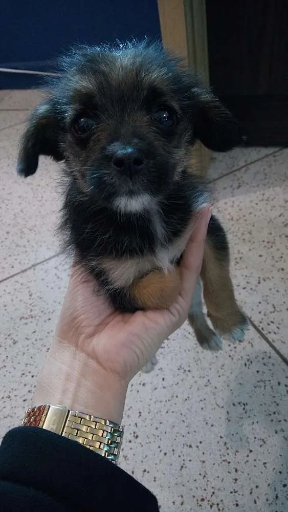 Cachorro ra a Indefinida idade Abaixo de 2 meses nome Sem nome 