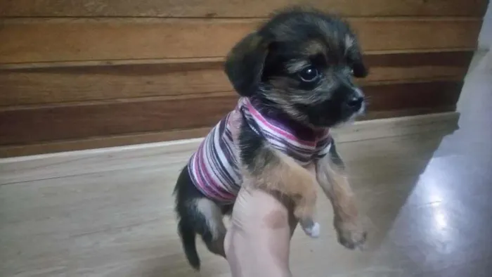 Cachorro ra a Indefinida idade Abaixo de 2 meses nome Sem nome 