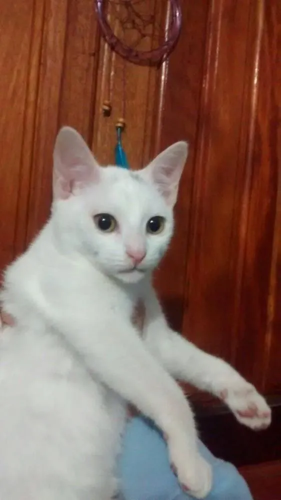 Gato ra a Sem raça definida  idade 2 a 6 meses nome N/C