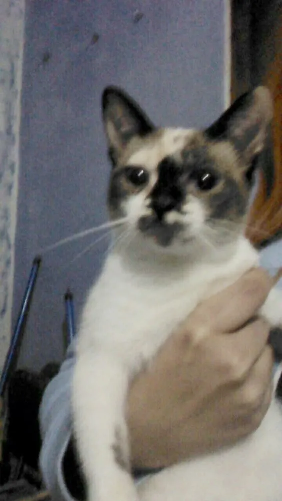 Gato ra a Sem raça definida  idade 2 a 6 meses nome N/C