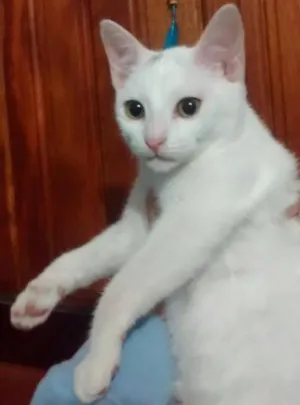 Gato raça Sem raça definida  idade 2 a 6 meses nome N/C