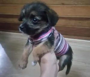 Cachorro raça Indefinida idade Abaixo de 2 meses nome Sem nome 