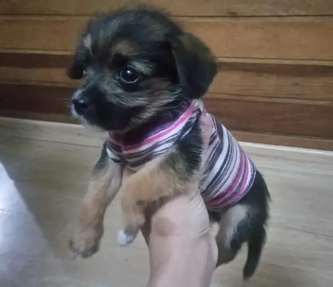 Cachorro ra a Indefinida idade Abaixo de 2 meses nome Sem nome 