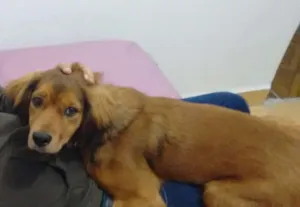 Cachorro raça RCD idade 1 ano nome Oscar