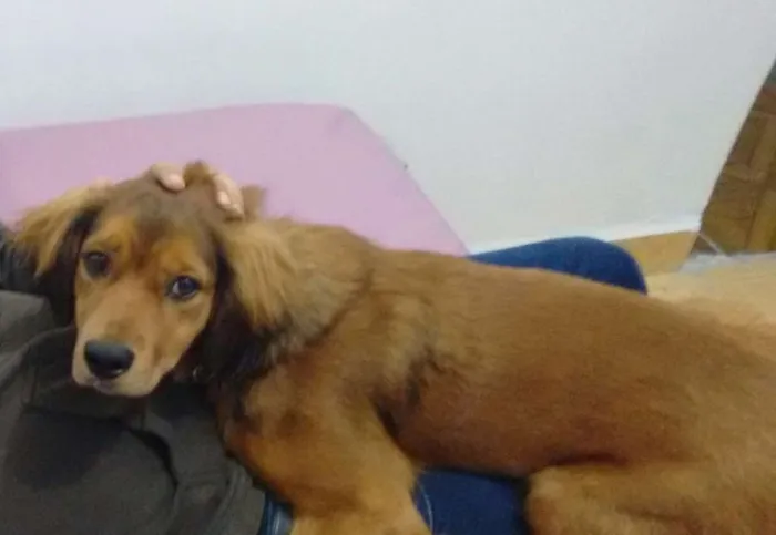 Cachorro ra a RCD idade 1 ano nome Oscar