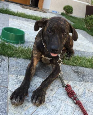 Cachorro raça SRD (vira lata) idade 2 anos nome Shakira