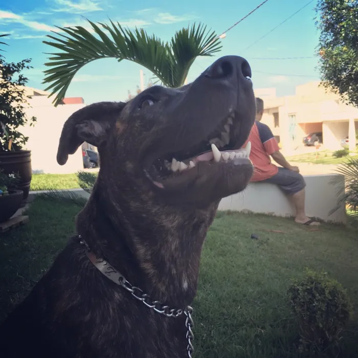 Cachorro ra a SRD (vira lata) idade 2 anos nome Shakira