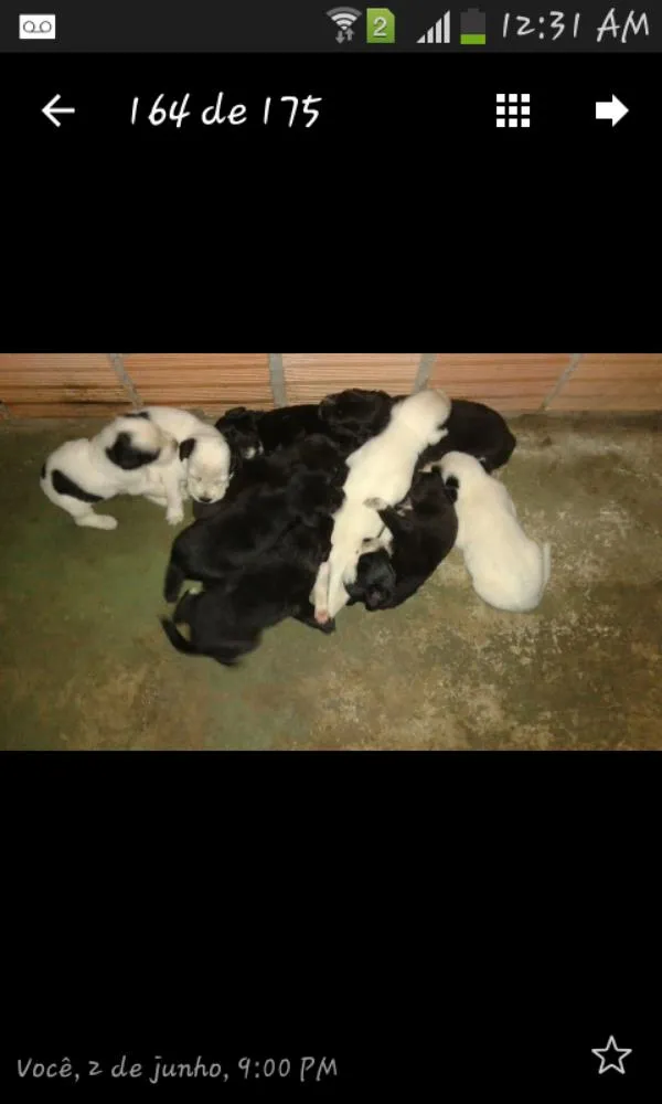 Cachorro raça Vira-lata idade Abaixo de 2 meses nome Ainda não tem nomes