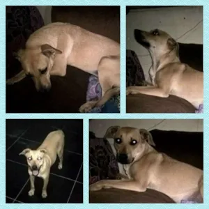 Cachorro raça SRD idade 7 a 11 meses nome Amarelo