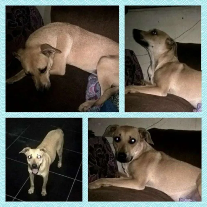 Cachorro ra a SRD idade 7 a 11 meses nome Amarelo