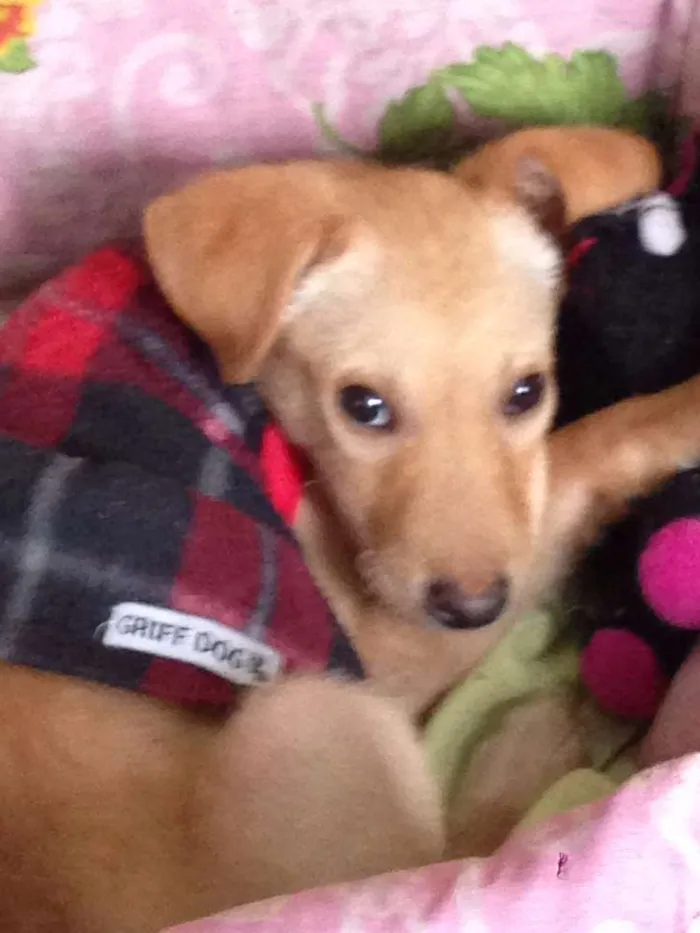 Cachorro ra a SRD idade 2 a 6 meses nome Cleo