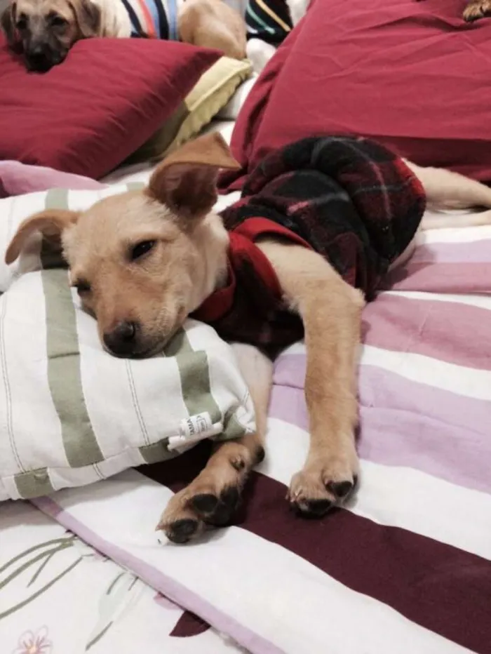 Cachorro ra a SRD idade 2 a 6 meses nome Cleo