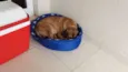 Rex e shiva