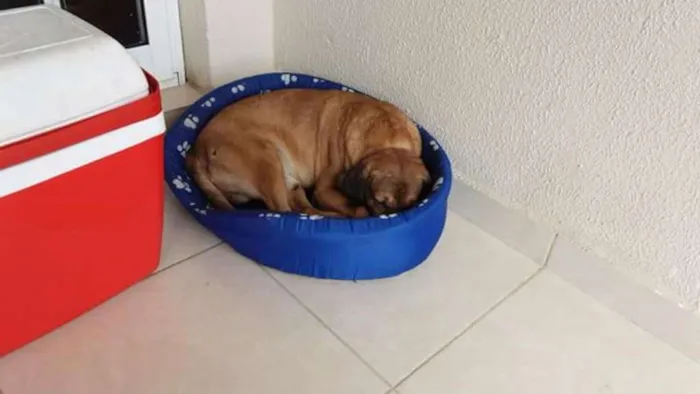 Cachorro ra a Srd e Lhasa apso idade 4 anos nome Rex e shiva