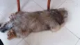 Rex e shiva